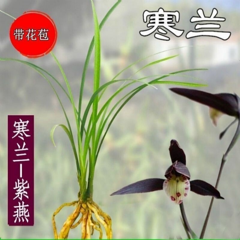 带花苞寒兰细叶色花铭品【紫燕】兰花大全浓香型室内外花卉大全