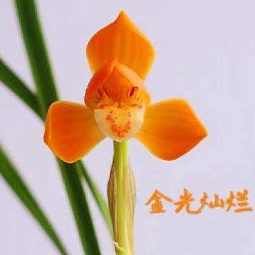 浓香型将上自然种植春兰金光灿烂