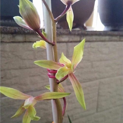 新品蕙兰开花浓香碧玉彩虹兰花好