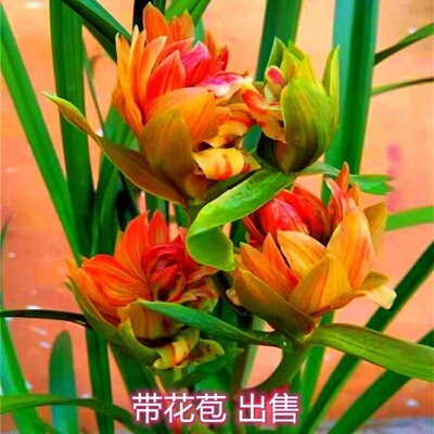 耐寒耐热兰花带花苞【红霞光】开花浓香一杆多花室内好养易活花卉