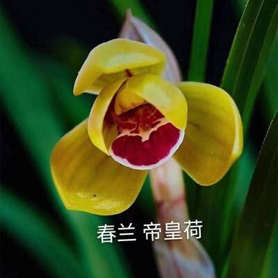 盆景花卉花苞花苗品种春兰新品带