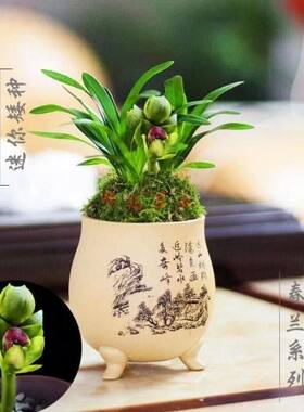 宝莲灯浓香型将上室内兰花春兰即