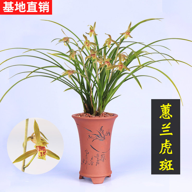 兰花苗兰草蕙兰虎斑线艺金边浓香好养易活室内办公室绿植花卉盆栽