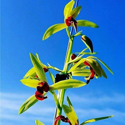 带花苞惠兰【至尊红颜】兰花苗室内外盆栽花卉