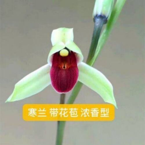浓香型花苞兰花云南品种水仙红尘