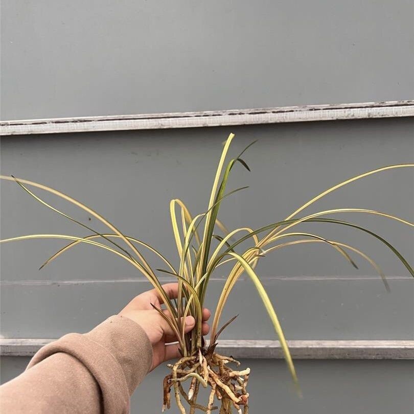 兰花苗蕙兰【七彩虹钻跑艺青苗】阳台办公室室内外花卉大全