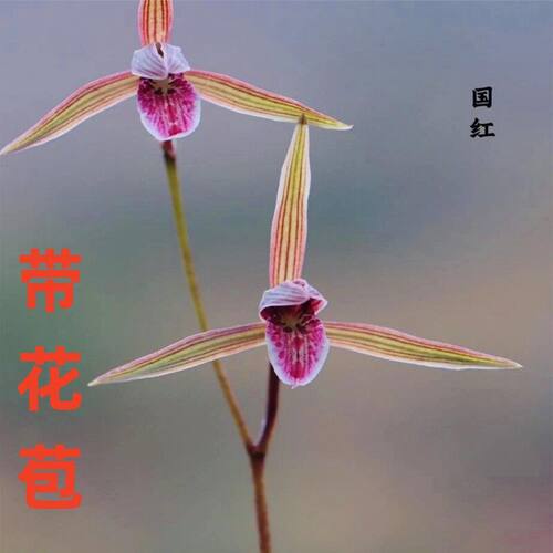 浓香型花苞新品正格水仙花开内外