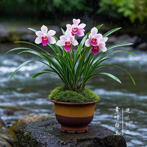 青叶白玉建兰浓香大花蕙兰苗