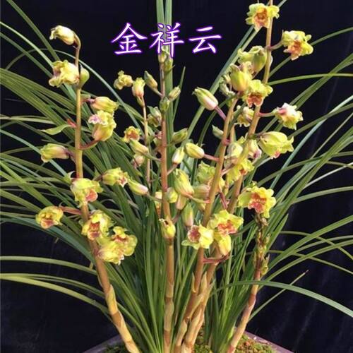 带花苞兰花浓香蕙兰【金祥云】红花彩花素多花室内外阳台绿植盆栽