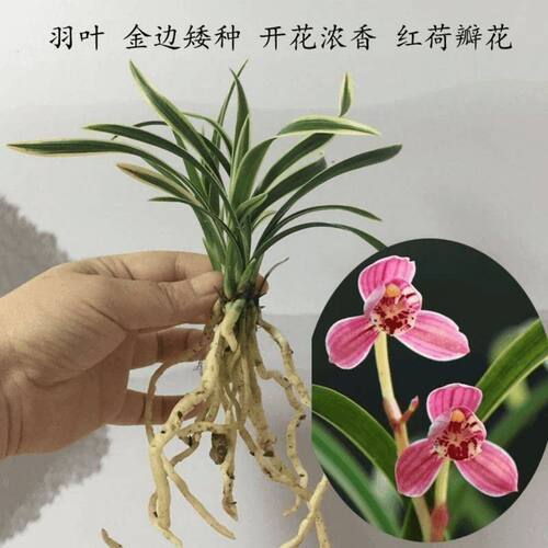 浓香型花苗金边建兰阳台花卉盆栽
