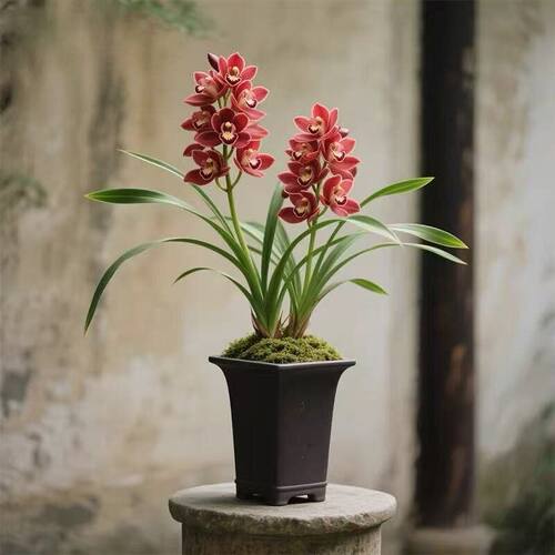 建兰浓香型兰花大花蕙兰四季兰【红花赤玉】室内常青花卉大全绿植 - 封面