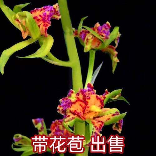 花苞品种蕙兰南阳牡丹花卉大全带