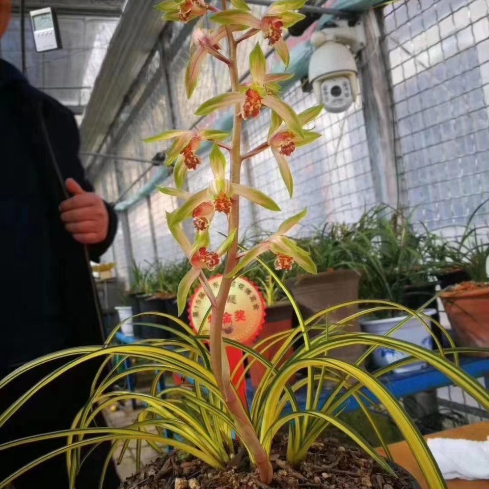 【天鹤】精选原生线艺蕙兰名品大帽艺草黄金中透兰花名贵花艺双全