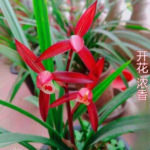 将上当年开花浓香阳台内外盆栽即