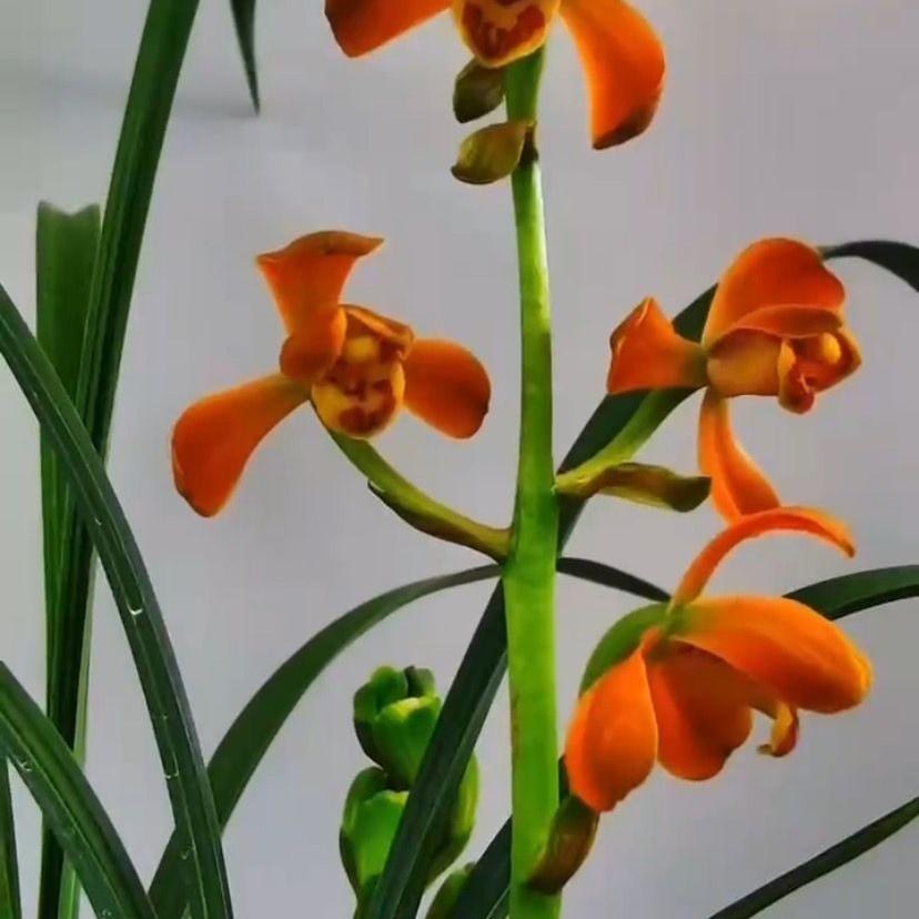 带花苞转色惠兰名品【朱金梅】兰花苗阳台客厅庭院花卉绿植