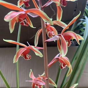 带花苞新品兰花苗色花【红珍梅】蕙兰花卉大全景盆栽室内外绿植