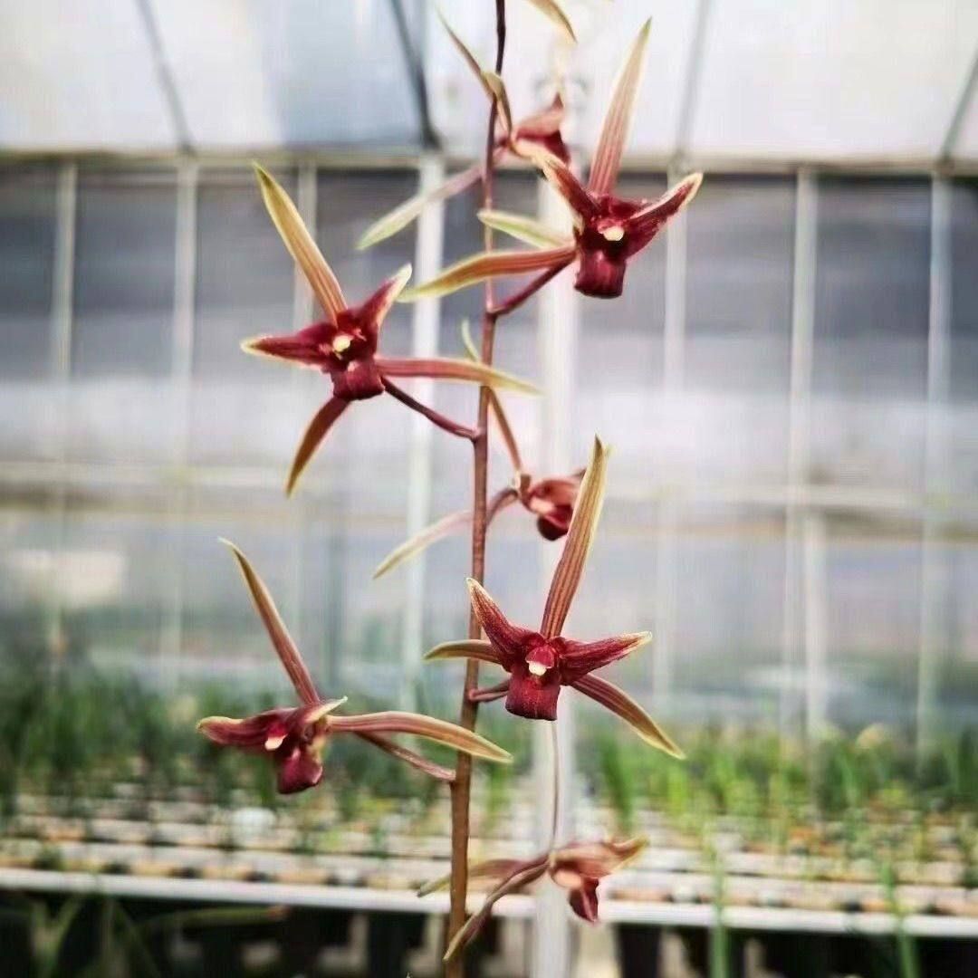 即将上花兰花大全寒兰引种苗【红素三星】浓香型阳台客厅绿植盆栽