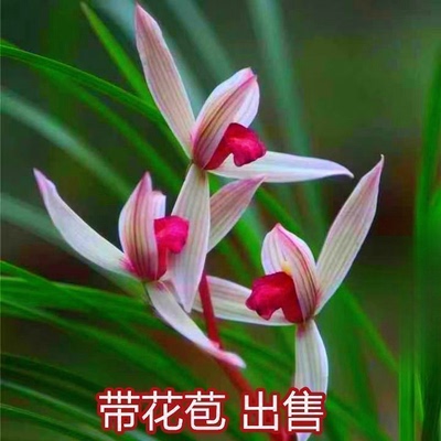 带花苞名贵兰花苗浓香型