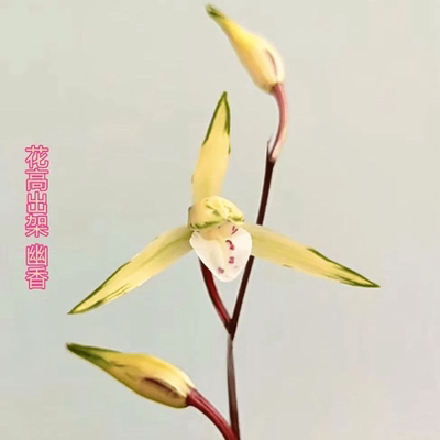 即将开花新品兰花苗【黄金万两】春兰客厅室内外绿植懒人盆栽花卉