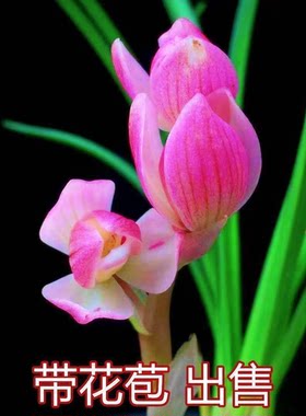 带花苞包邮云南老种兰花苗铭品【粉荷】浓香型绿植花卉大全盆栽