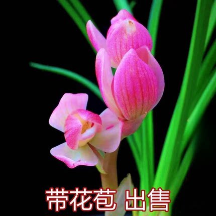 带花苞包邮云南老种兰花苗铭品【粉荷】浓香型绿植花卉大全盆栽