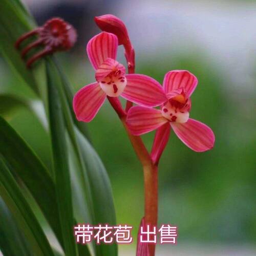 浓香型办公室花苞开花兰花云南带