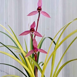 叶带艺云南莲瓣兰花苗【丝路花雨】室内外浓香型花卉绿植