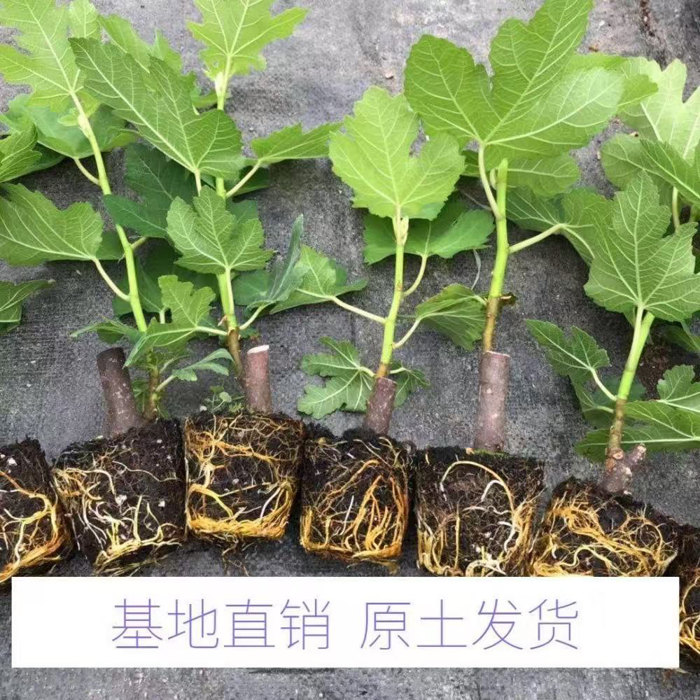 无花果树苗青皮芭劳奈波姬红盆栽地栽南北方种植阳台庭院当年结果