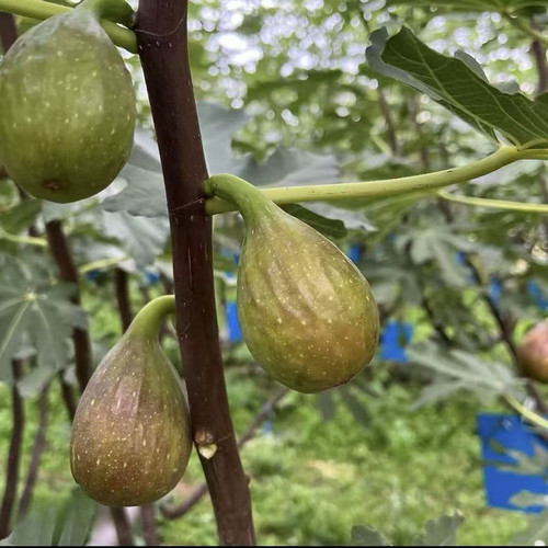 芭劳奈无花果树苗盆栽地栽阳台庭院果树