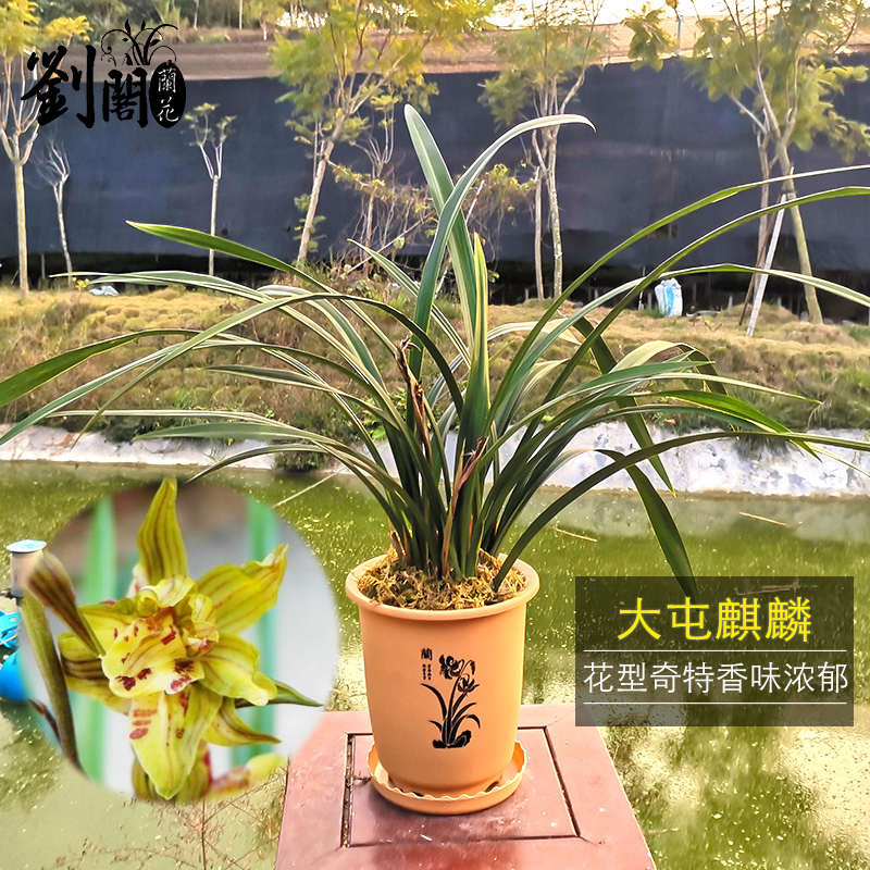 花苗精品奇d出售岁冬报 兰兰 养 刘好浓香花苞大屯带兰花墨阁麒麟