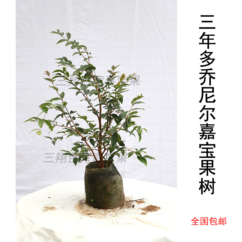 汪老师乔尼尔嘉宝果树苗