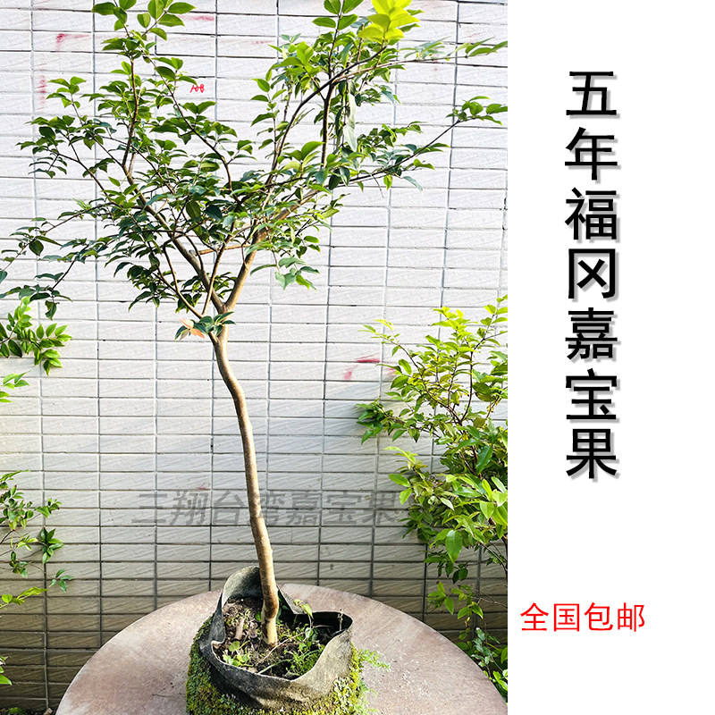 汪老师大果福冈嘉宝果树