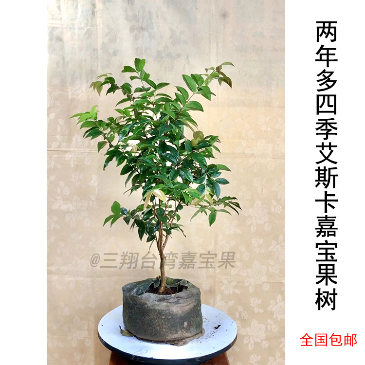 汪老师四季艾斯卡嘉宝果树苗