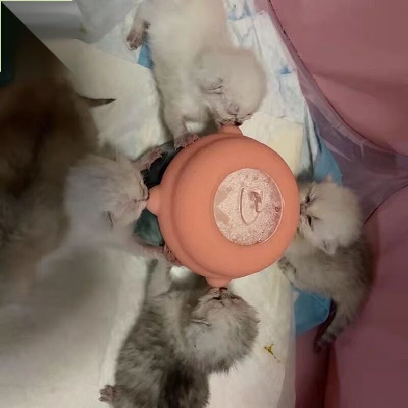 猫咪哺乳小猫奶猫彷生器
