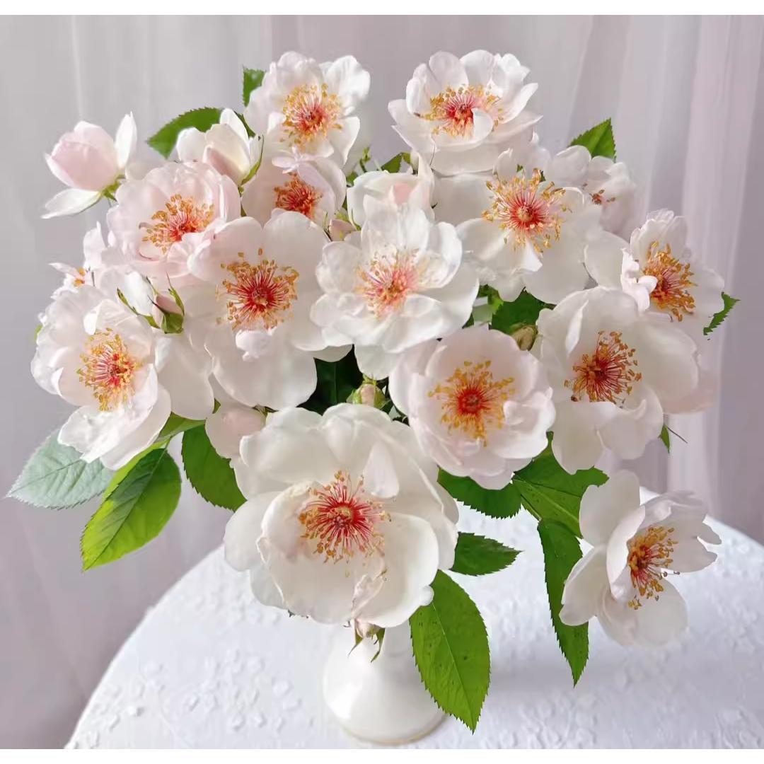杰奎琳杜普蕾月季 灌木浓香丰花抗病多季节开花