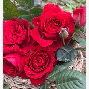 日蚀王阳台月季耐热大花红色微月多头易养玫瑰勤花适合阳台