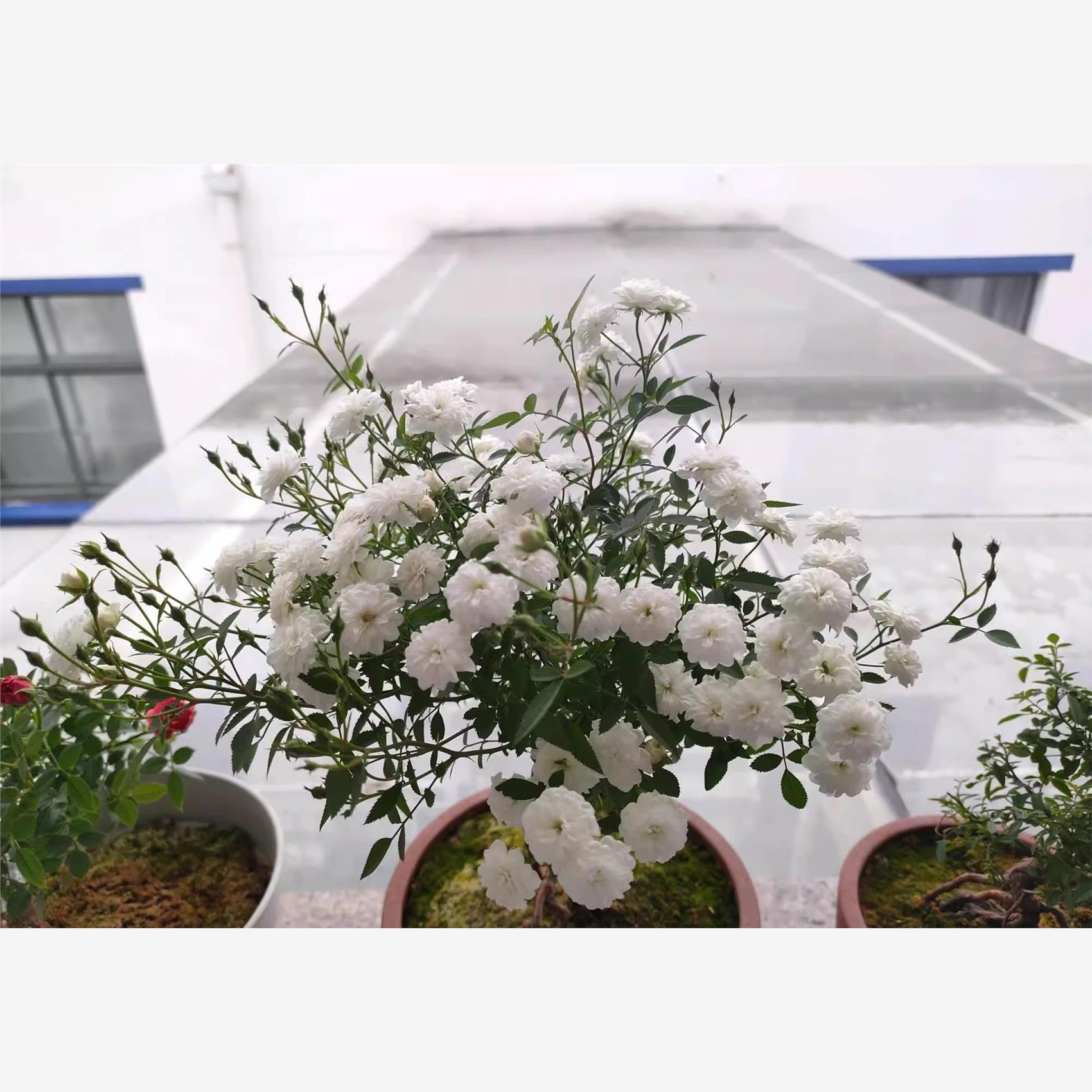 待雪草/雪月超级微型月
