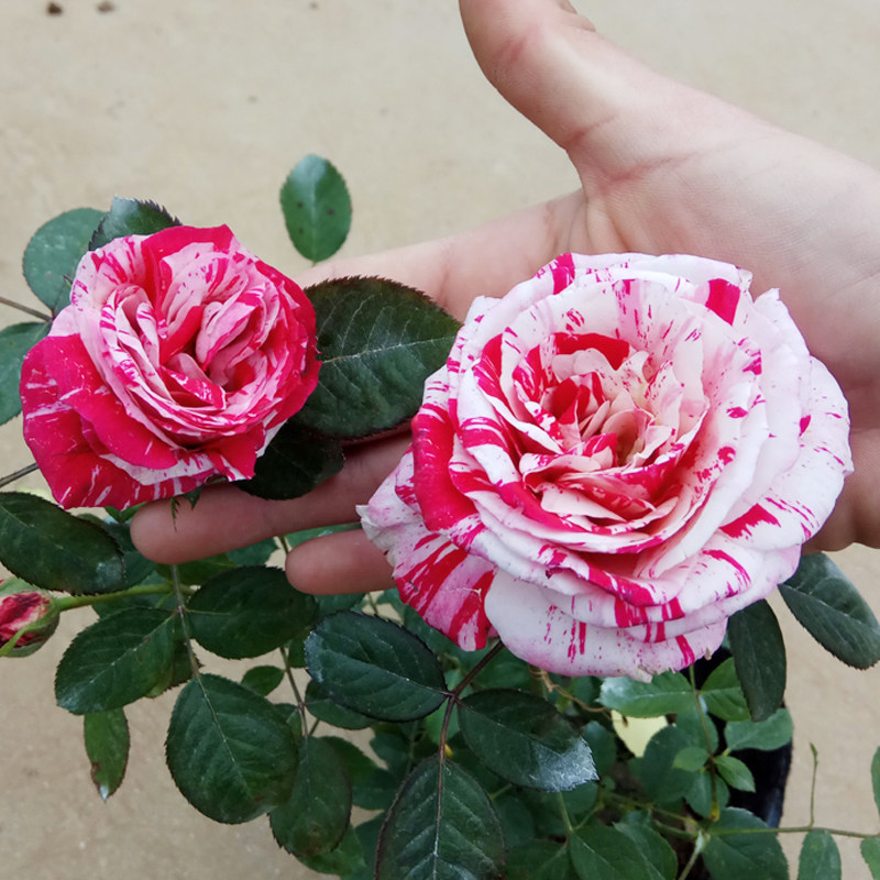 节日礼花红白大花条纹月季花苗阳台庭院芳香花卉玫瑰盆栽植物