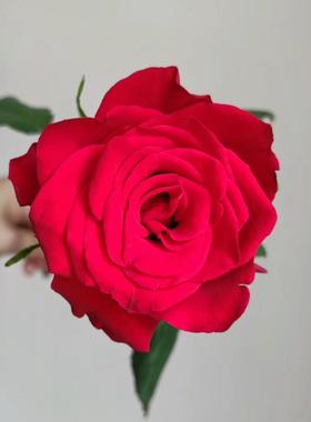 超新品正红色切花玫瑰【思念】耐旱耐寒抗病勤花切花玫瑰分枝性好