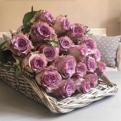 多姿桃多洛塔紫大花丰花灌木月季多季开花玫瑰苗扦插苗