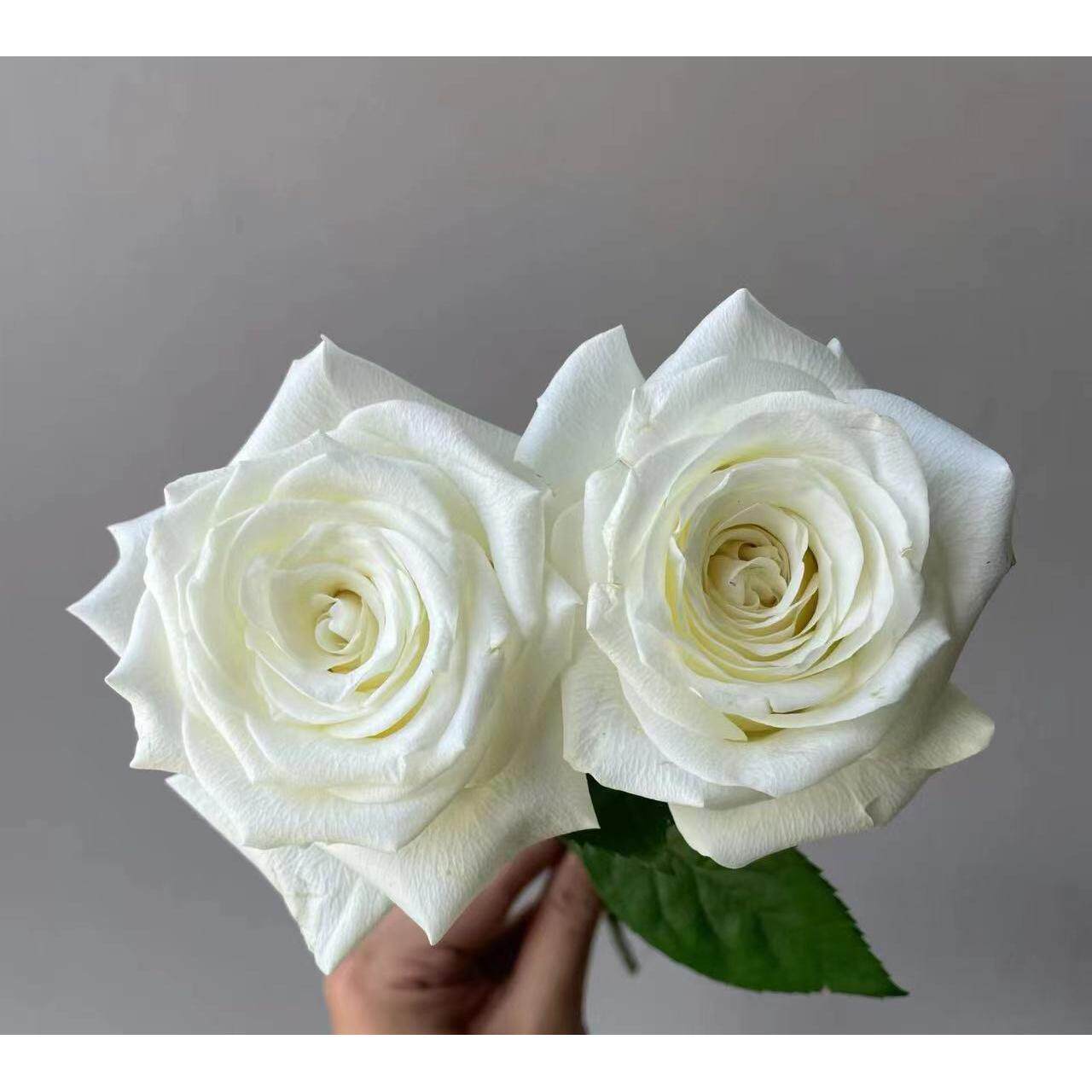 新品【白如玉】月季切花大花月季花苗庭院阳台盆栽勤花多季开花