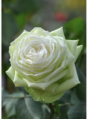 新品 若菜 切花月季花苗 浅绿色包子花期持久勤花阳台庭院抗病