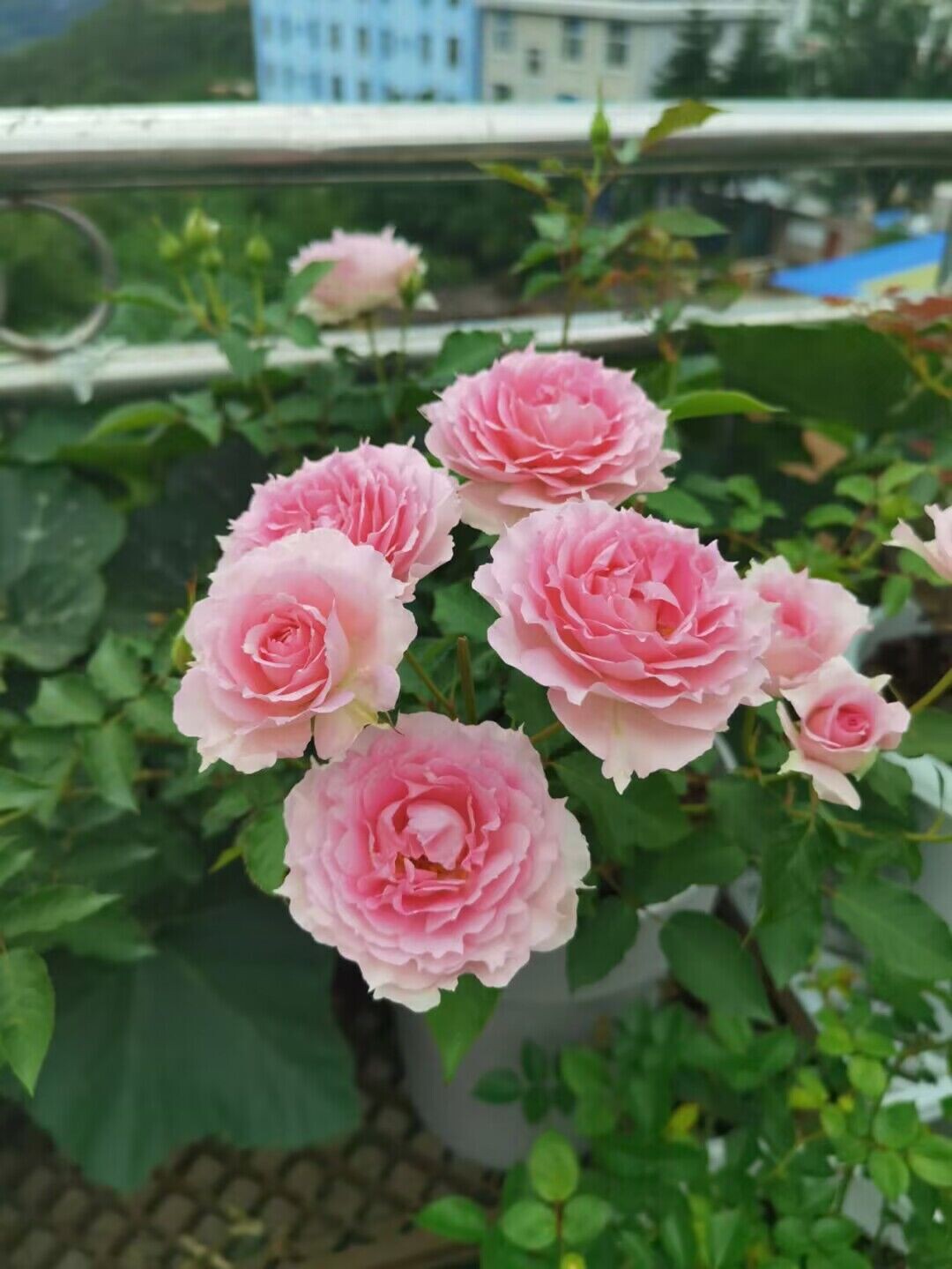 粉天方 日本月季花苗粉色新品多头大花盆栽多季节开花