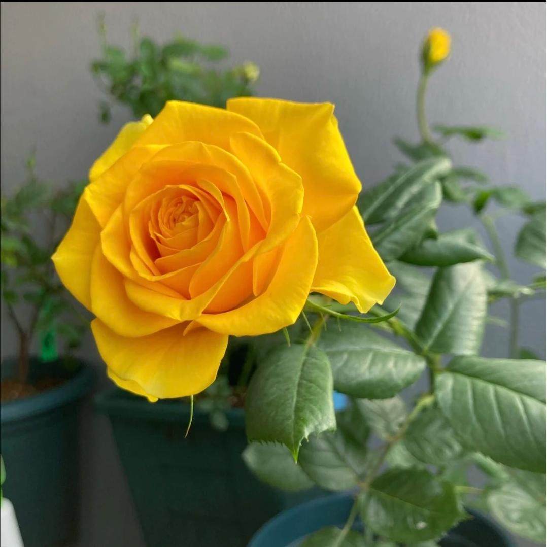 苏格兰黄油玫瑰花月季扦插花苗特大切花盆栽灌木庭院阳台