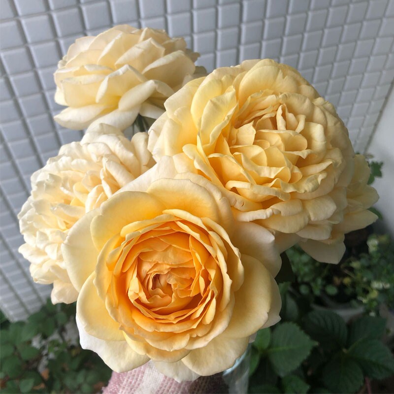 伊芙金伯爵灌木切花月季阳台盆栽玫瑰庭院地栽花苗勤花抗病大花