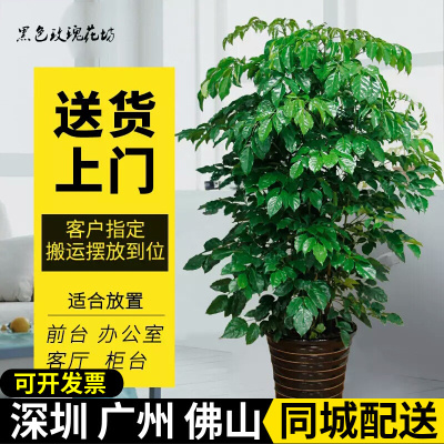 绿宝树幸福树盆栽大型绿植客厅花卉办公室绿化植物吸甲醛净化空气