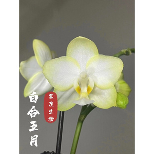 白河五月蝴蝶兰花卉植物 零度生物