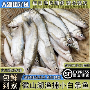 顺丰大湖小白条鱼新鲜活鱼现杀淡水小河鱼杂鱼餐条鱼刁子鱼翘嘴鱼