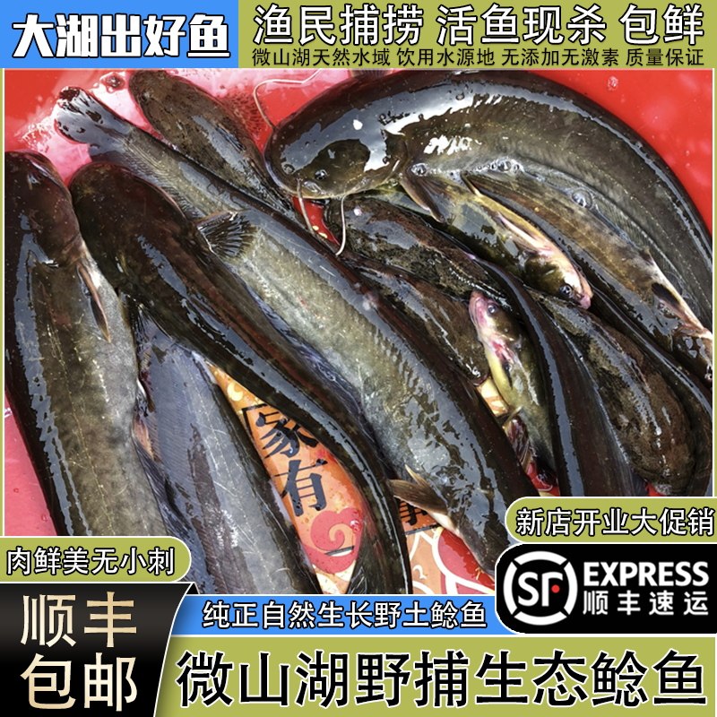 淡水鲶鱼新鲜活鱼宰杀微山湖顺丰