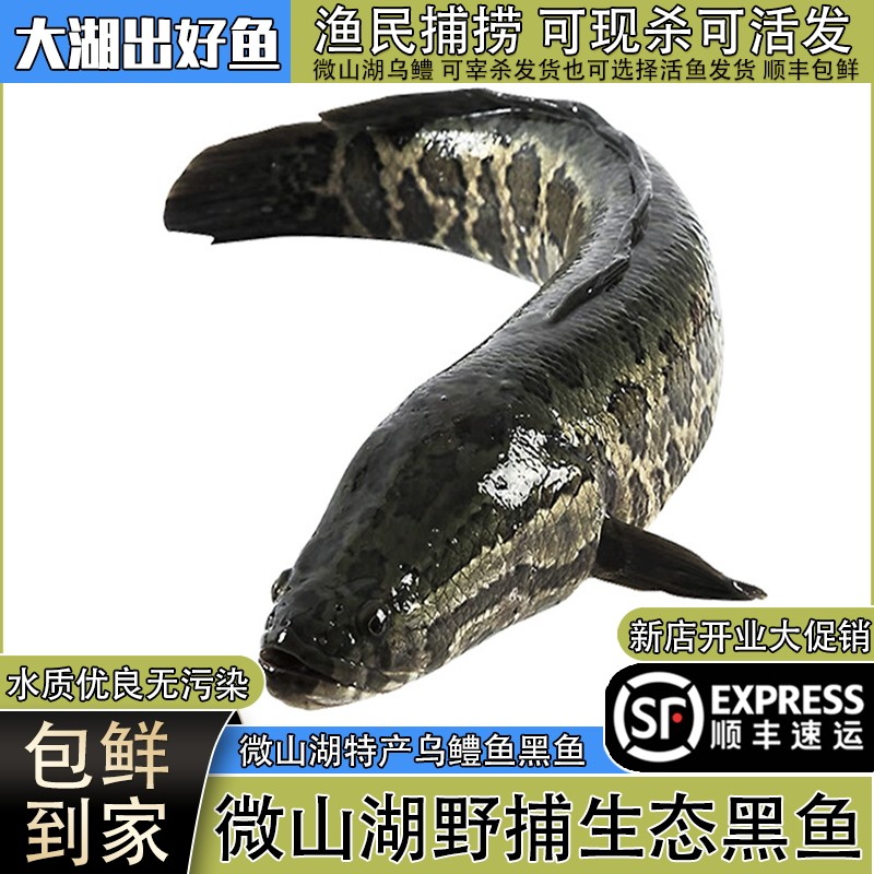 微山湖原生态黑鱼活鱼现杀发顺丰